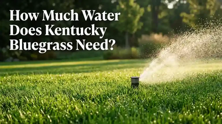 Does Kentucky Bluegrass Need a Lot of Water
