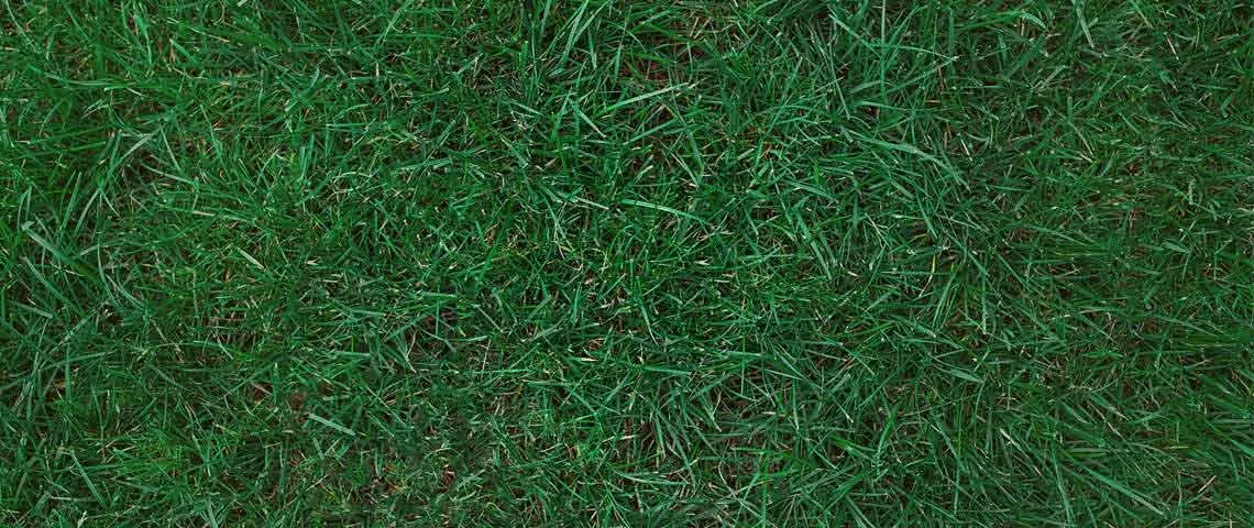 Applying organic compost to a Kentucky bluegrass lawn to improve soil health.