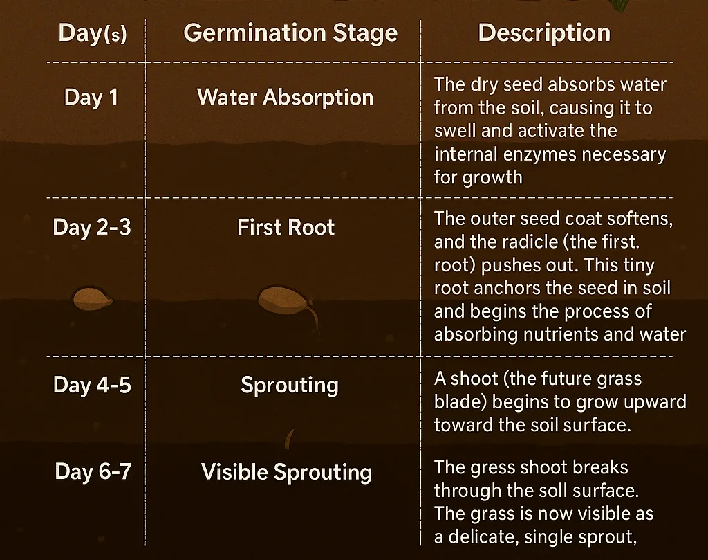 germination zone