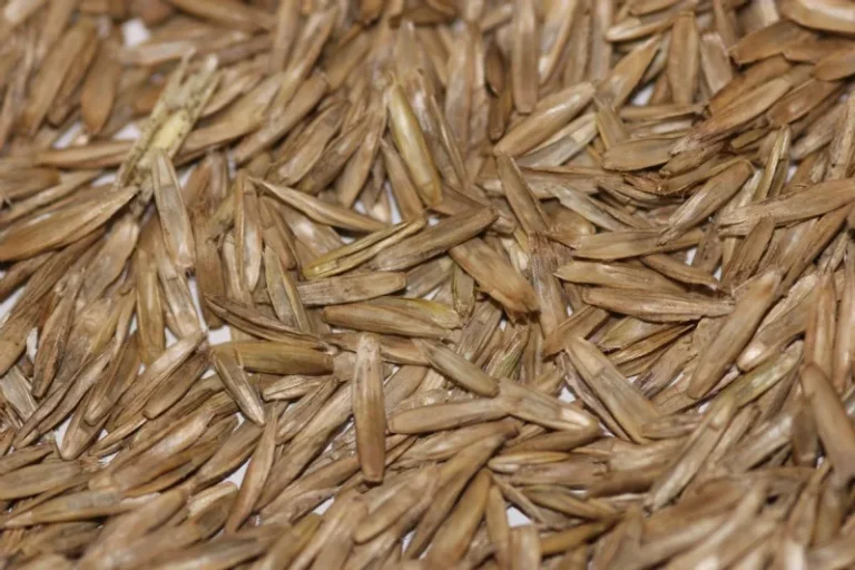 how deep to plant perennial ryegrass seed