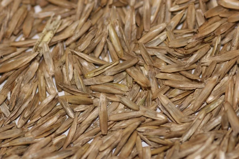 how deep to plant perennial ryegrass seed