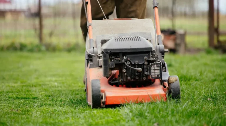 how often to mow kentucky bluegrass