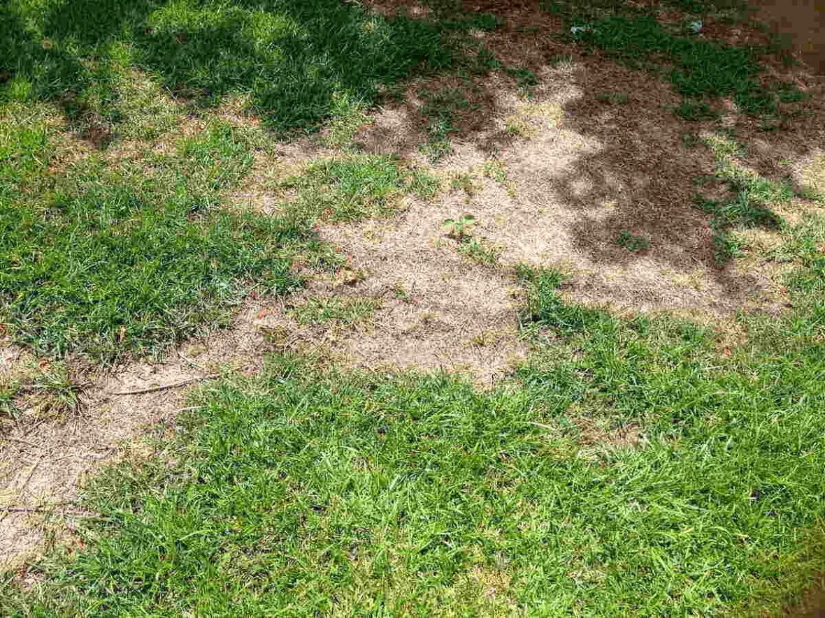 is kentucky bluegrass dog pee resistant