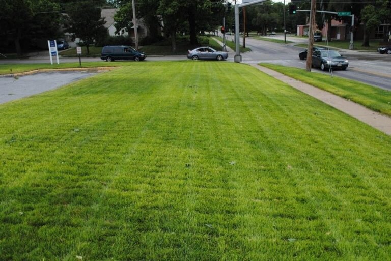Why Is My Kentucky Bluegrass Turning Yellow