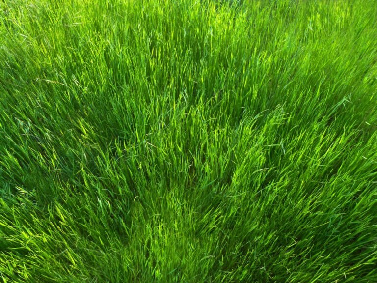 Why Does Kentucky Bluegrass Take So Long to Germinate
