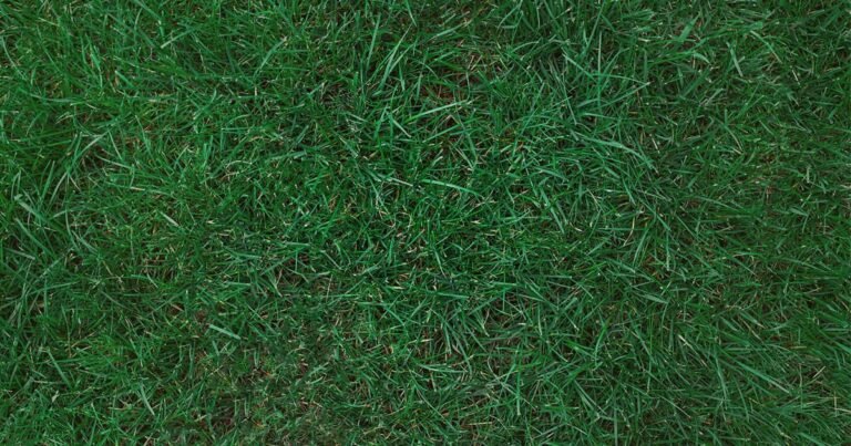 Does Kentucky Blue Grass Spread on Its Own