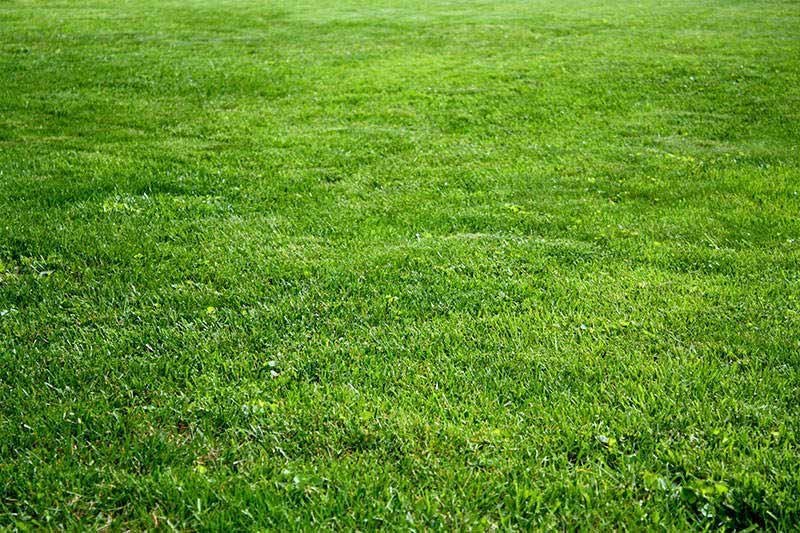 Does Kentucky Bluegrass Do Well in Full Sun