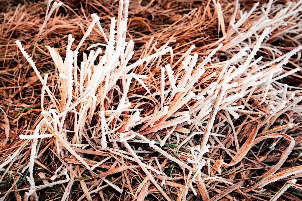 seedlings killed by frost