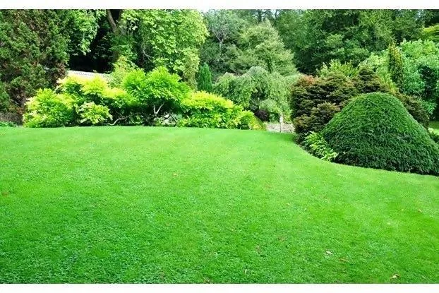 Tall Kentucky bluegrass blades providing shade to the soil in mid-summer.