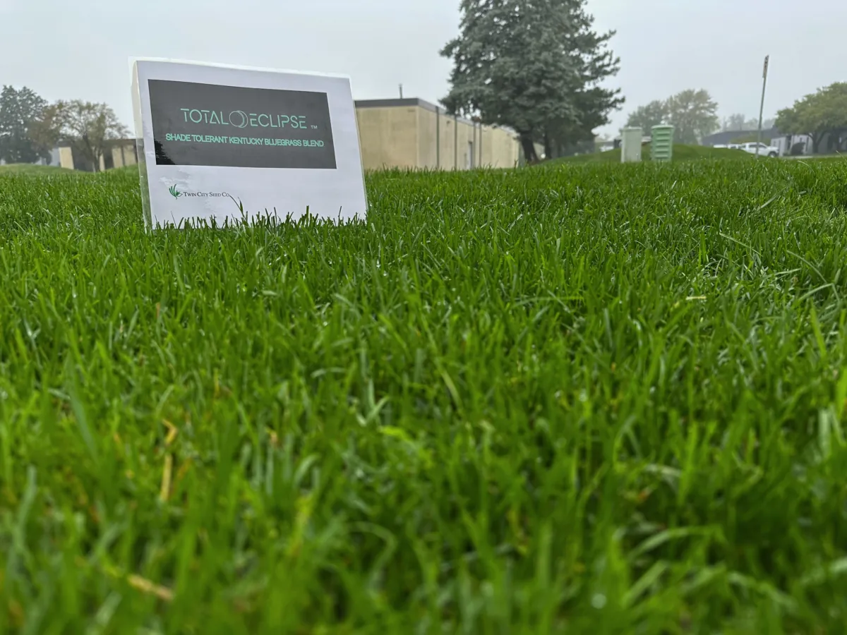 Thin and spindly Kentucky bluegrass blades growing in a dark, shaded garden area.