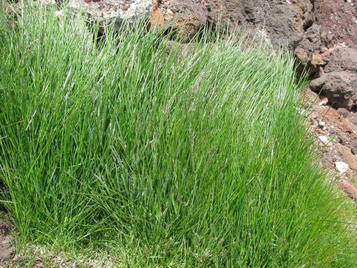 A tuna can sits in a lush Kentucky bluegrass lawn to measure water.